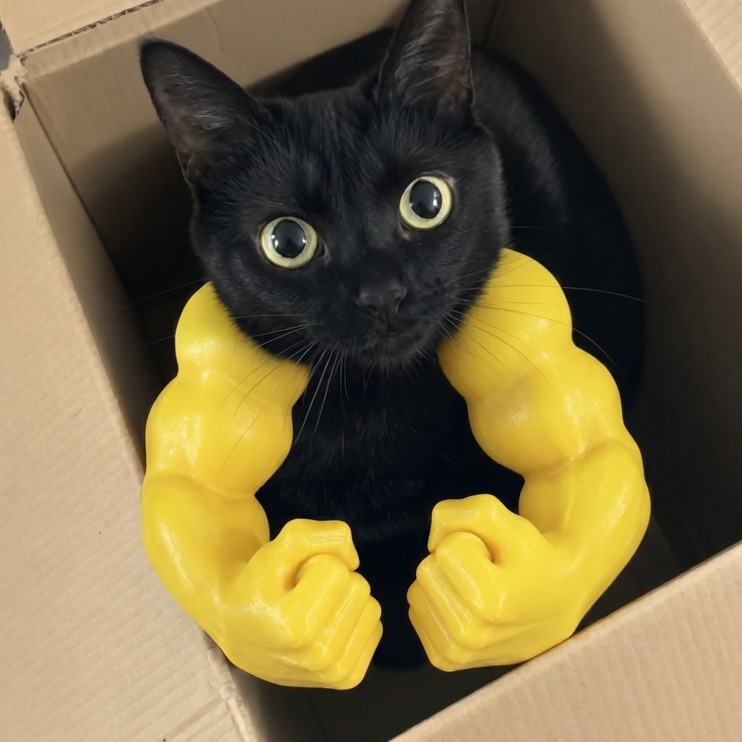 Kitty Flex™